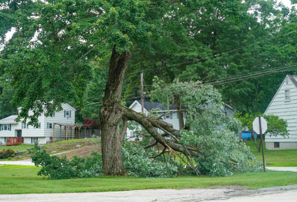Best Hazardous Tree Removal  in Denmark, WI