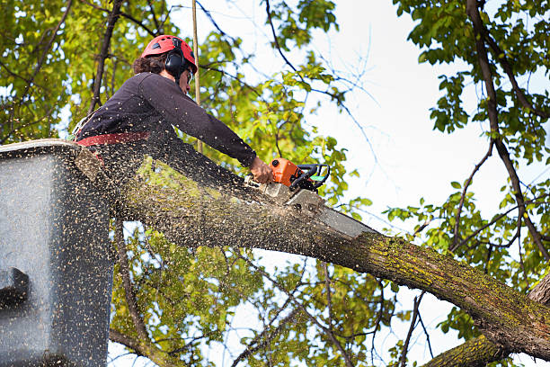 How Our Tree Care Process Works  in  Denmark, WI